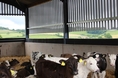 Cow Shed Inner